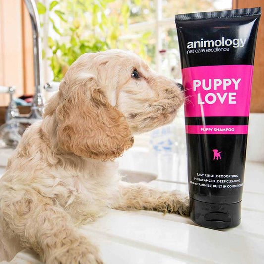 Animology Puppy Love Dog Shampoo