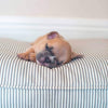 Dog Cushion in Regency Stripe by Lords & Labradors