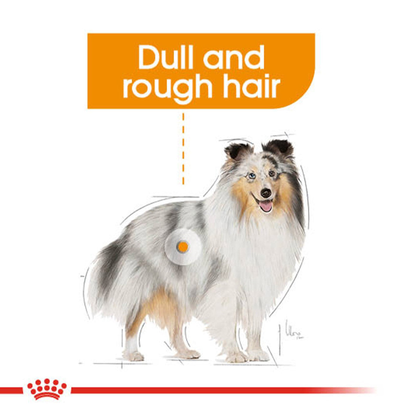 Royal Canin Coat Care Wet Adult Dog Food
