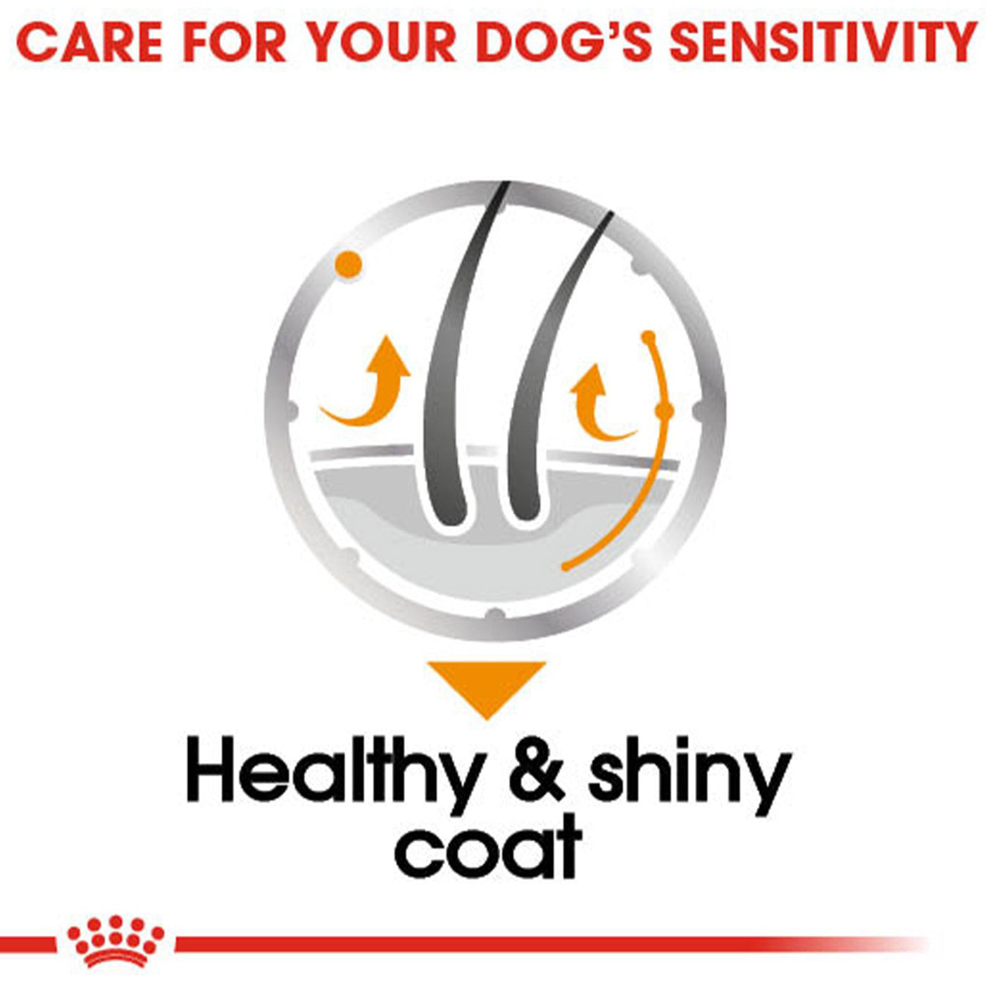Royal Canin Coat Care Wet Adult Dog Food