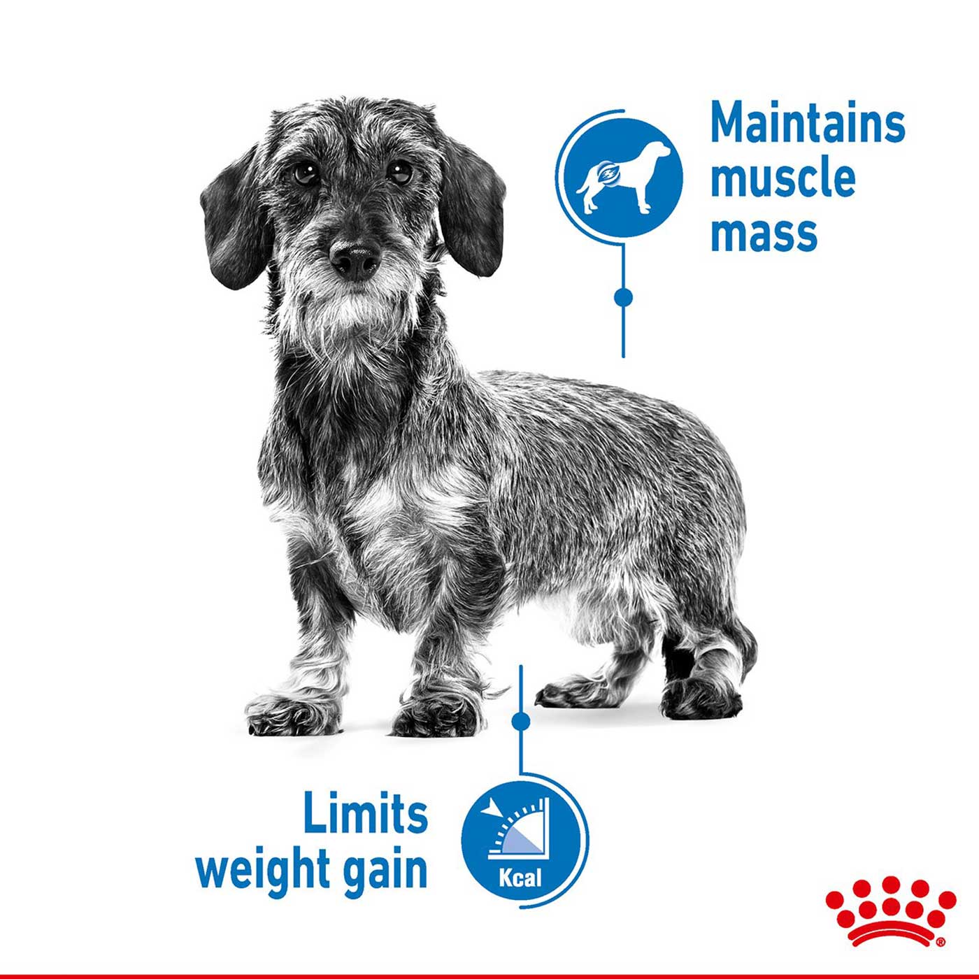 Royal Canin Extra Small Adult Weight Care Dog Food 