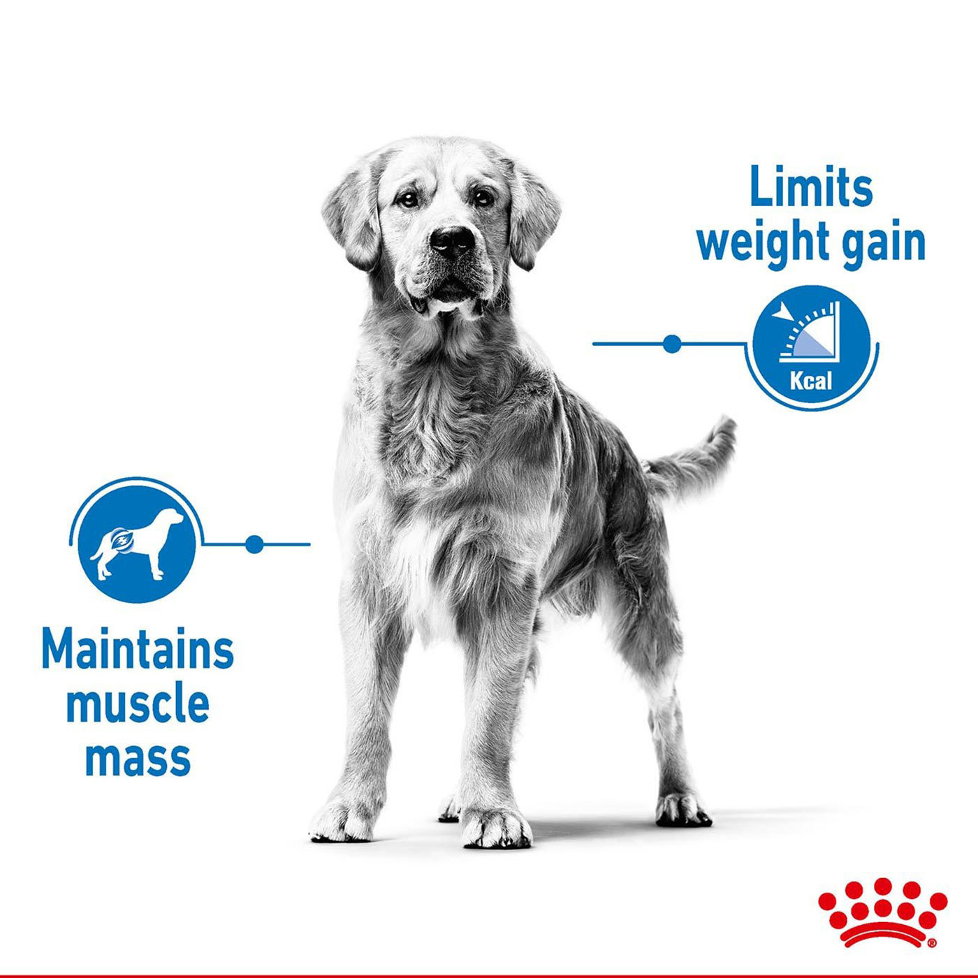 Royal Canin Medium Adult Light Weight Care Dog Food