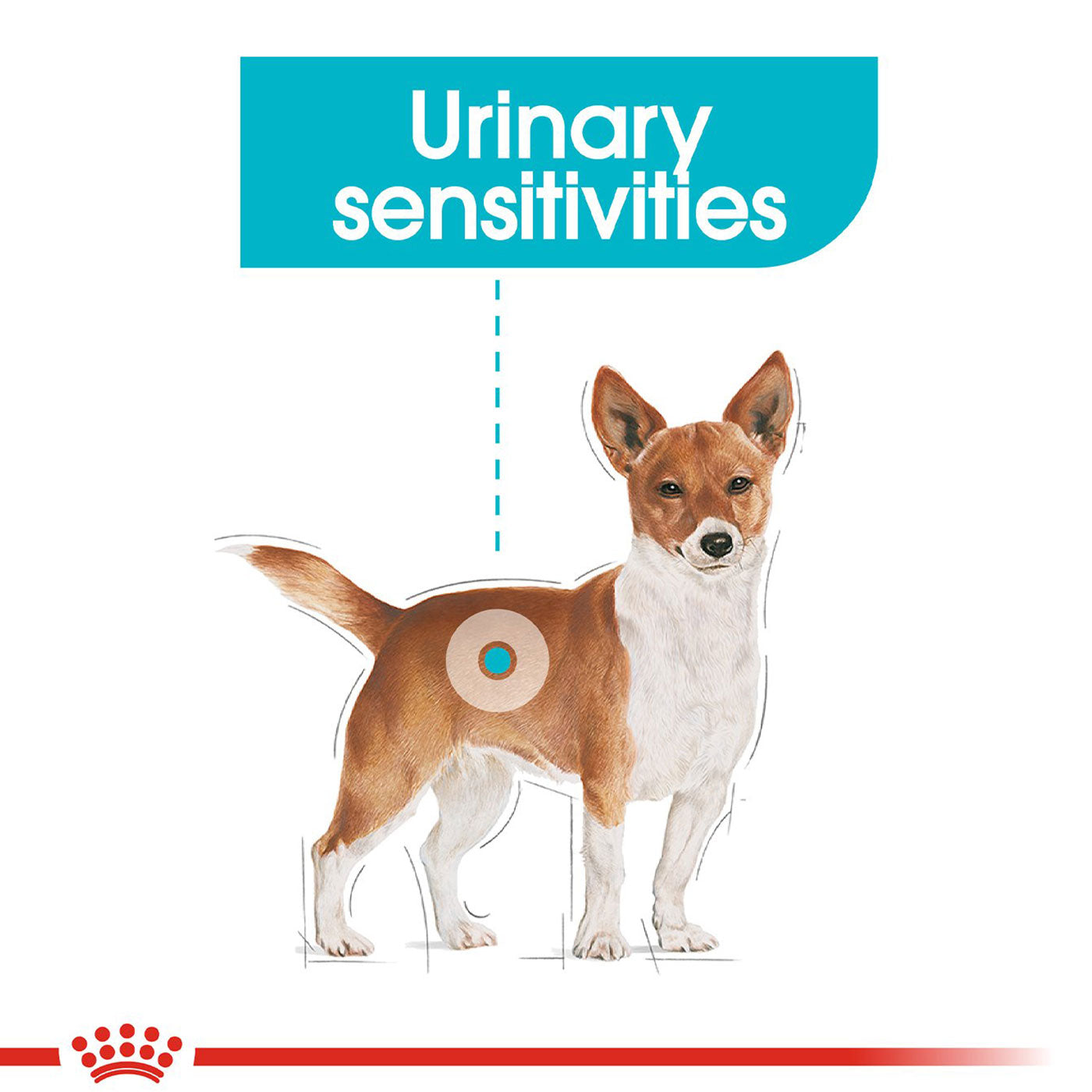 Royal Canin Mini Adult Urinary Care Dog Food