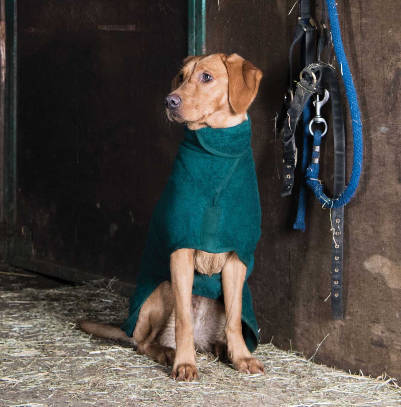 Ruff and Tumble classic drying coat in Bottle Green worn by Labrador at a stable [color:bottle green]