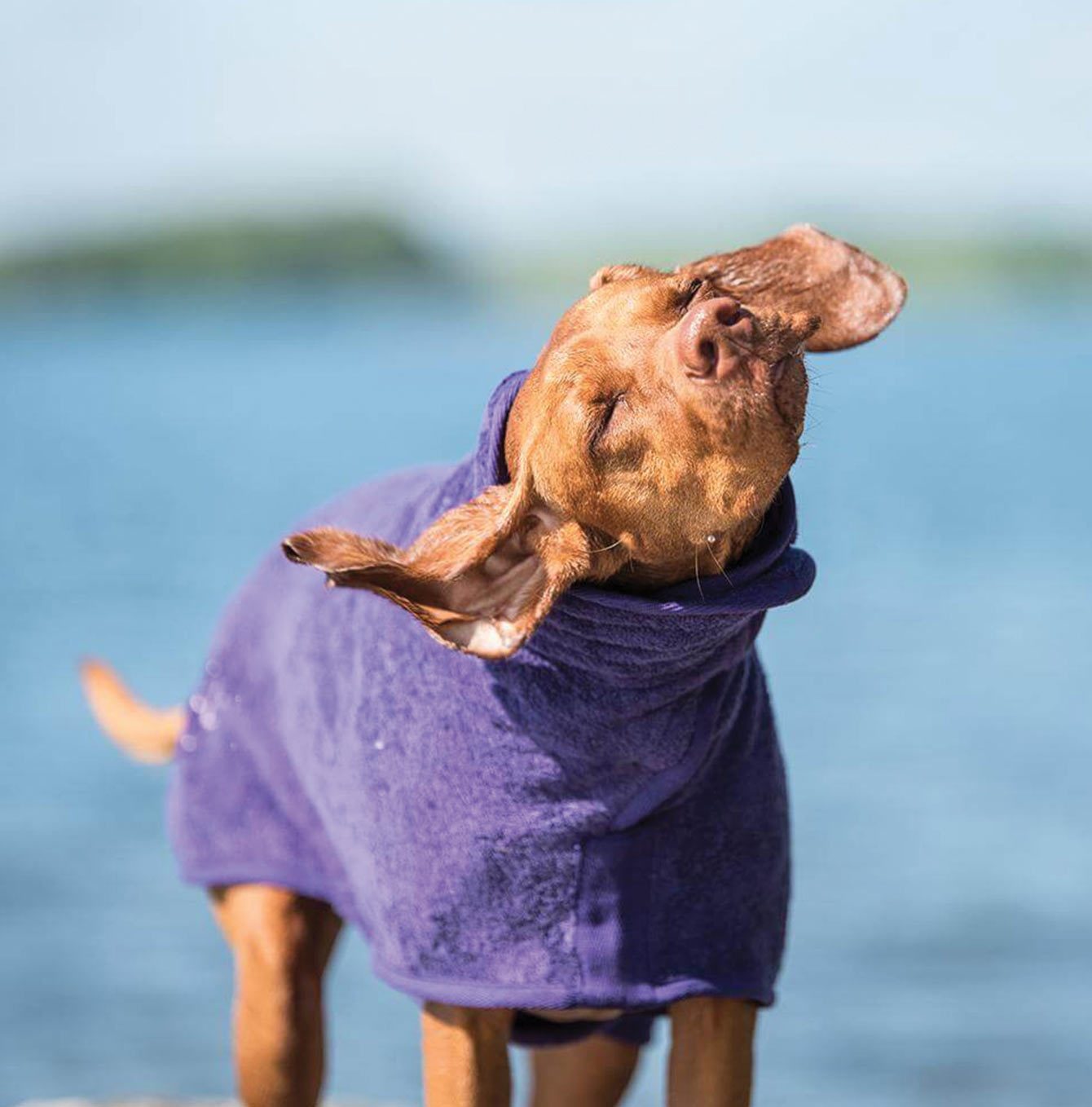 Ruff and Tumble classic drying coat in Heather with dog drying off out of the water [color:heather]