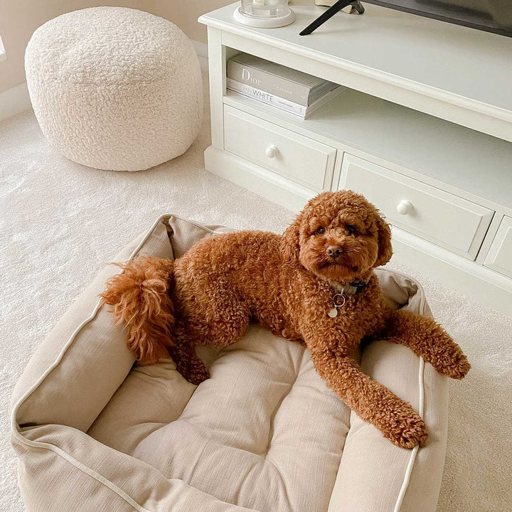 Cockapoo Beds, Collars, and Accessories | Lords & Labradors