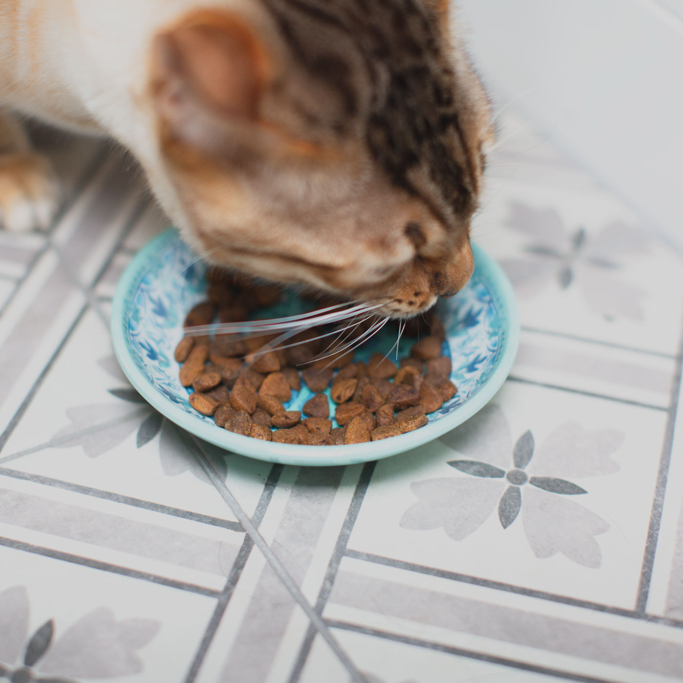 Tarhong gibraltar bowl with cat eating