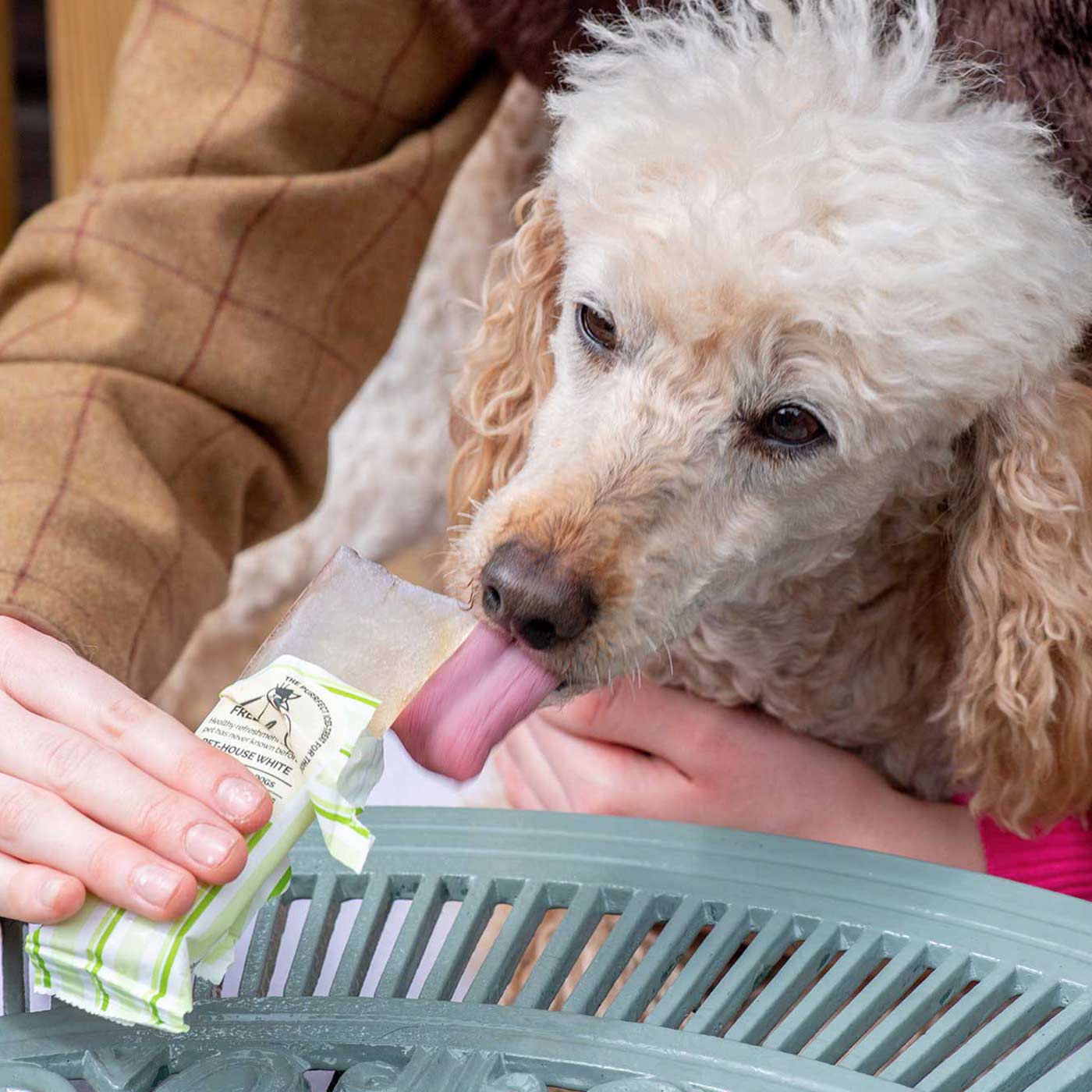 Woof & Brew Pawsecco Freeze Pops For Cats and Dogs