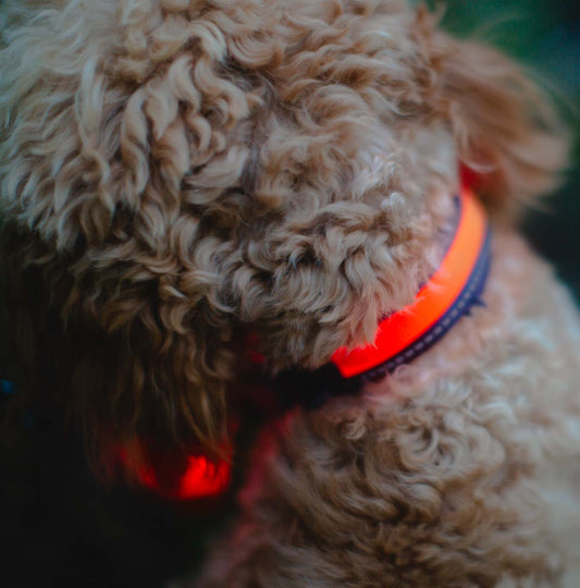 Zoon flash and go rechargeable dog collar in the dark