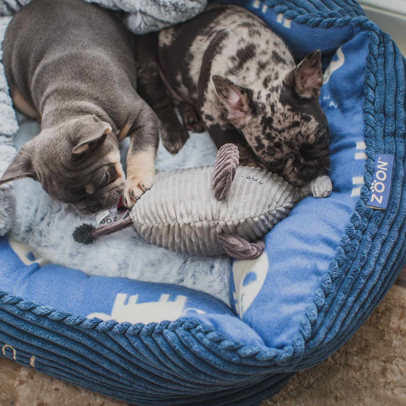 Zoon jumbo bed top view of French bulldogs playing